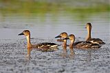 Wandering Whistling-Duck